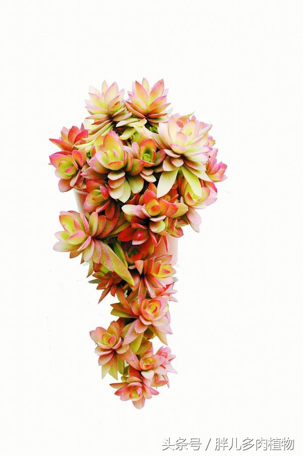 秋火莲多肉,秋火莲和火祭怎样修剪