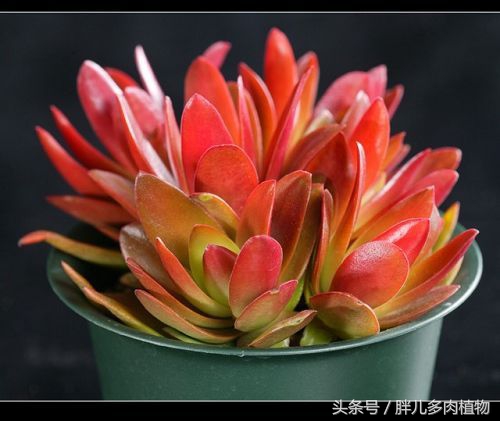 秋火莲多肉,秋火莲和火祭怎样修剪