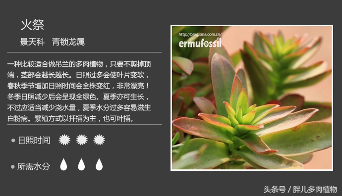 秋火莲多肉,秋火莲和火祭怎样修剪