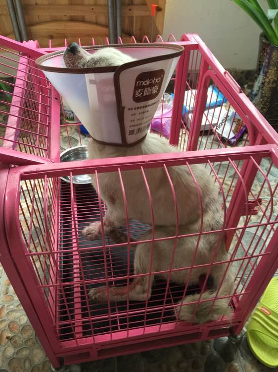 女子捡到一只脱毛的狗,女子捡到一只狗狗