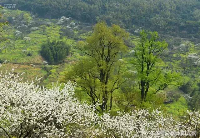 柳州美景樱花谷,柳州的花海美景