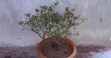 枯萎的花不能要了就该扔到垃圾桶,这五种花千万不要买