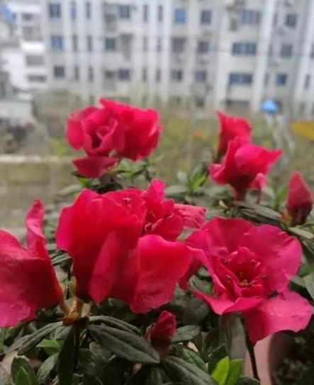 枯萎的花不能要了就该扔到垃圾桶,这五种花千万不要买