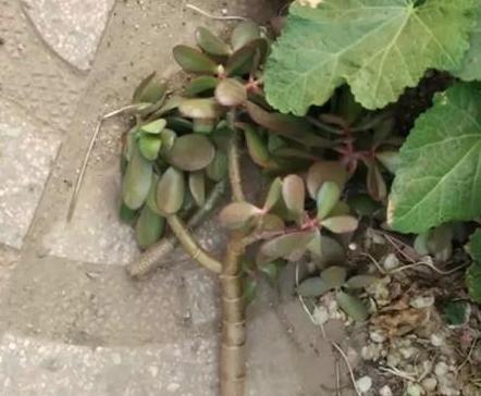 枯萎的花不能要了就该扔到垃圾桶,这五种花千万不要买