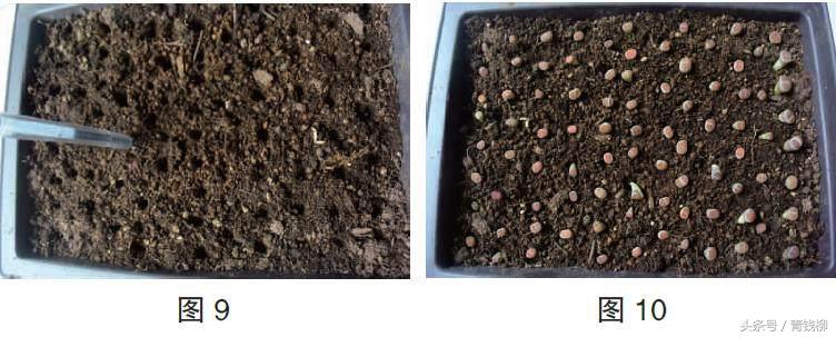 生石花土养怎么消毒,生石花上盆怎么养护