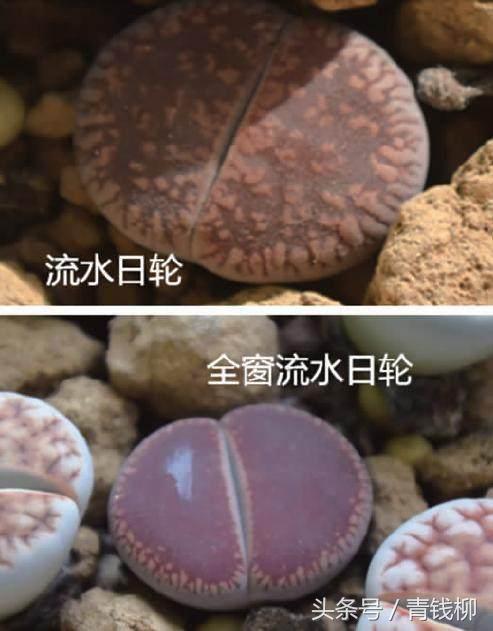 生石花土养怎么消毒,生石花上盆怎么养护