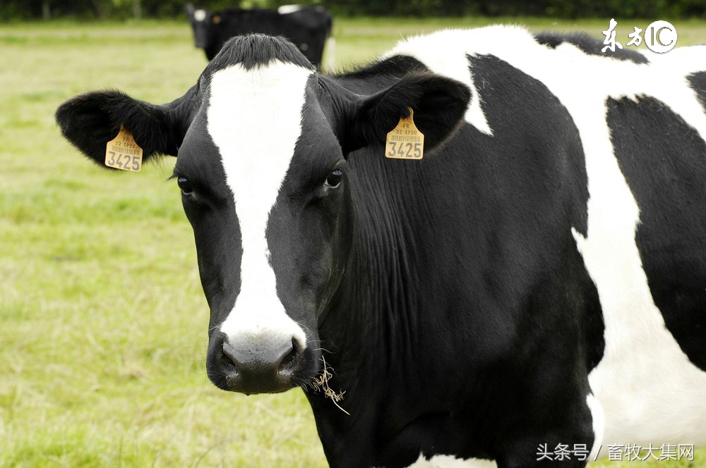 养牛专业合作社手续好办理吗,养牛合作社是什么意思