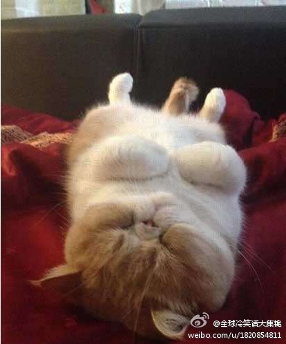 苏格兰的牛，不知该说是帅气还是非主流还是内马尔