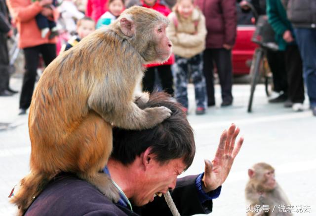 民间传说猴怪故事,民间传说猴子的故事有哪些