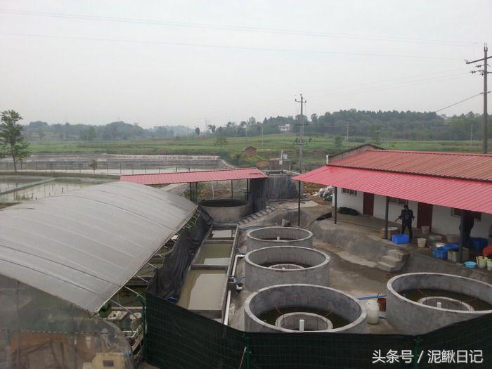 养泥鳅能挣钱吗,家庭养殖泥鳅如何赚钱快