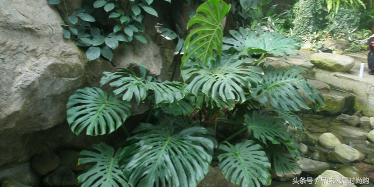 遗憾没有阳光？背阴阳台也能打造幽静绿色花园