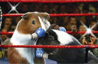 荷兰猪宝宝的喂养,荷兰猪喂养饲料配方