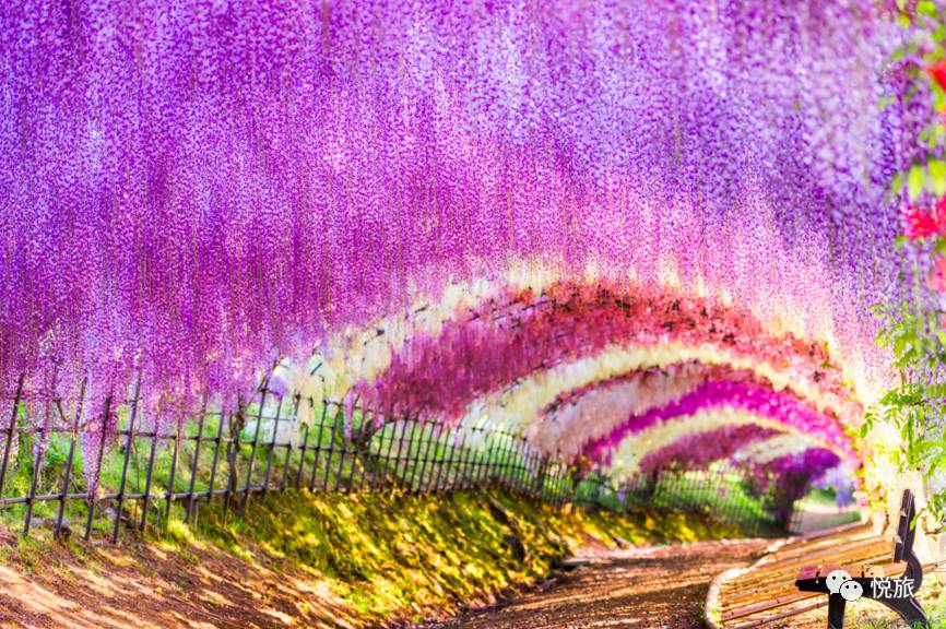 紫藤的四月美景,日本著名紫藤景点