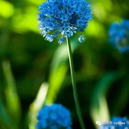 这13种开紫色花的花卉你认识几种,五种常见蓝色花