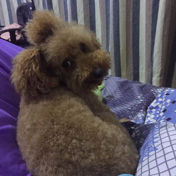 捡到的残疾泰迪狗,捡到被遗弃的泰迪