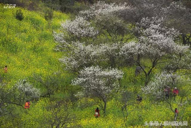 柳州美景樱花谷,柳州的花海美景