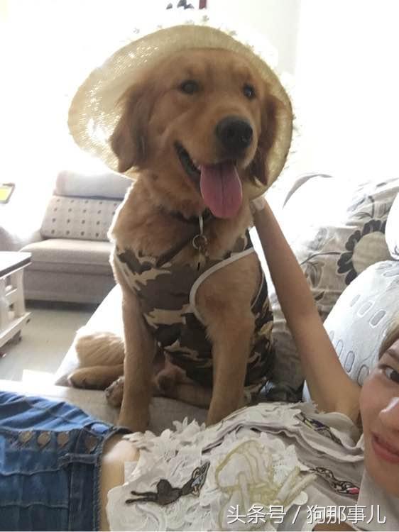 藏獒是不是对主人很温顺,藏獒忠诚护主吗