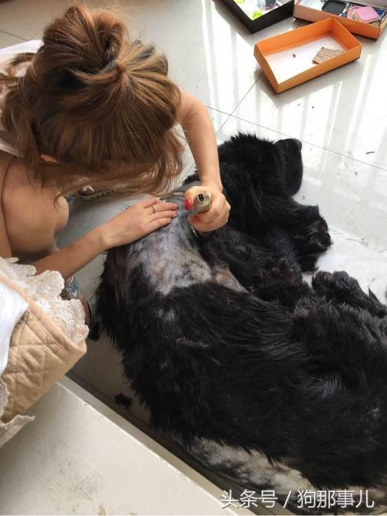 藏獒是不是对主人很温顺,藏獒忠诚护主吗