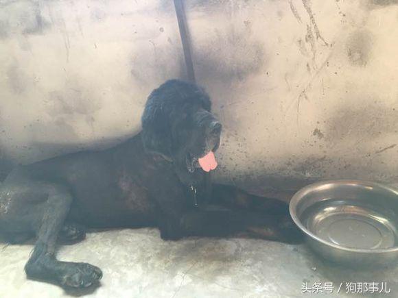 藏獒是不是对主人很温顺,藏獒忠诚护主吗