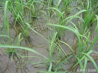 水稻除草剂药害怎么缓解,水稻发生除草剂药害怎么补救