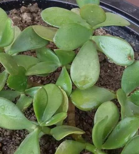 枯萎的花不能要了就该扔到垃圾桶,这五种花千万不要买