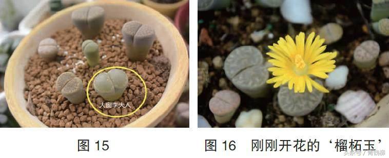 生石花土养怎么消毒,生石花上盆怎么养护