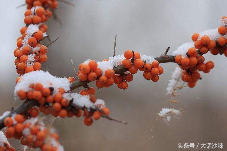 沙棘的故事和相关历史记载,黄金沙棘小镇的故事