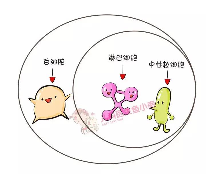 小孩感冒发烧血常规报告怎么看,宝宝发烧血常规怎么看结果