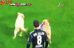 欧洲足球赛球员发挥欠佳，两只拉布拉多看不下去了，闯入球场