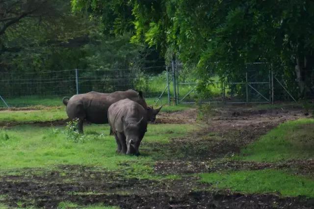 毛里求斯，拿水壶换保时捷的天堂