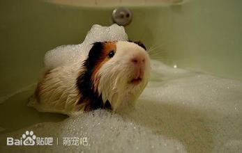 荷兰猪宝宝的喂养,荷兰猪喂养饲料配方