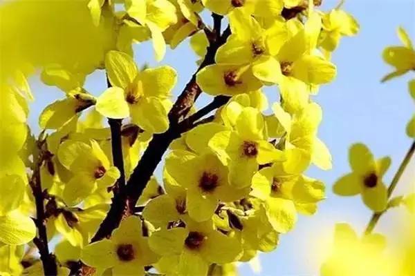 运城美食野菜,运城田间美食推荐