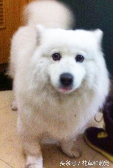 萨摩耶腿短是纯种吗,萨摩耶脚有问题