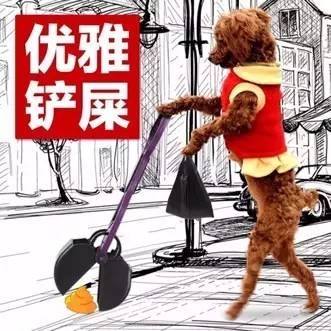 小区很多野狗,小区到处都是狗粑粑谁来管