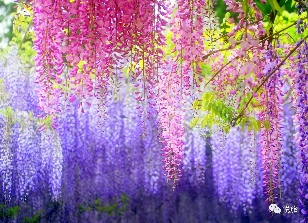 紫藤的四月美景,日本著名紫藤景点