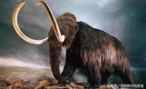 猛犸象现在真的灭绝了吗,猛犸象已灭绝为什么还有猛犸象牙