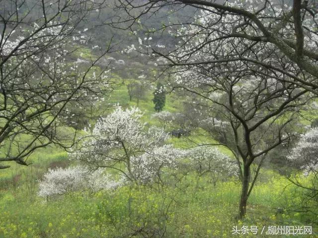 柳州美景樱花谷,柳州的花海美景