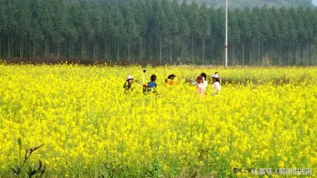 柳州美景樱花谷,柳州的花海美景