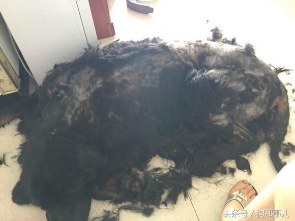 藏獒是不是对主人很温顺,藏獒忠诚护主吗