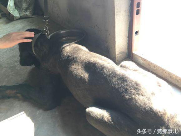 藏獒是不是对主人很温顺,藏獒忠诚护主吗