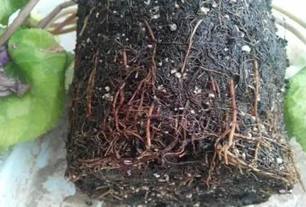 枯萎的花不能要了就该扔到垃圾桶,这五种花千万不要买