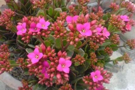 枯萎的花不能要了就该扔到垃圾桶,这五种花千万不要买