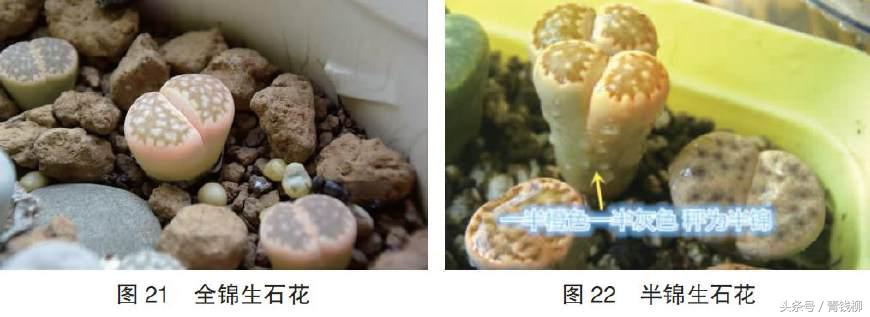 生石花土养怎么消毒,生石花上盆怎么养护