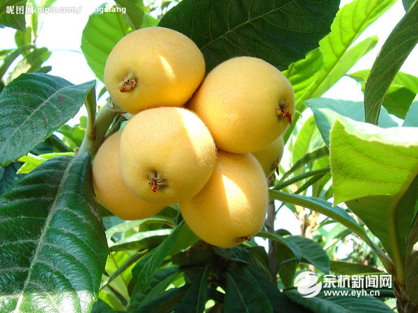 水果怎么挑选视频,水果展示柜和风幕柜