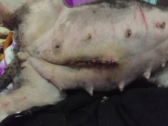 狗狗怀孕生了好多狗崽怎么处理,怀孕狗狗快生的时候肚子硬