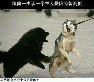 苏格兰的牛，不知该说是帅气还是非主流还是内马尔