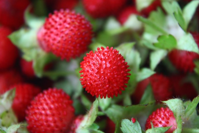 小时候想吃又不敢吃的蛇莓不仅无毒，反而有药用价值