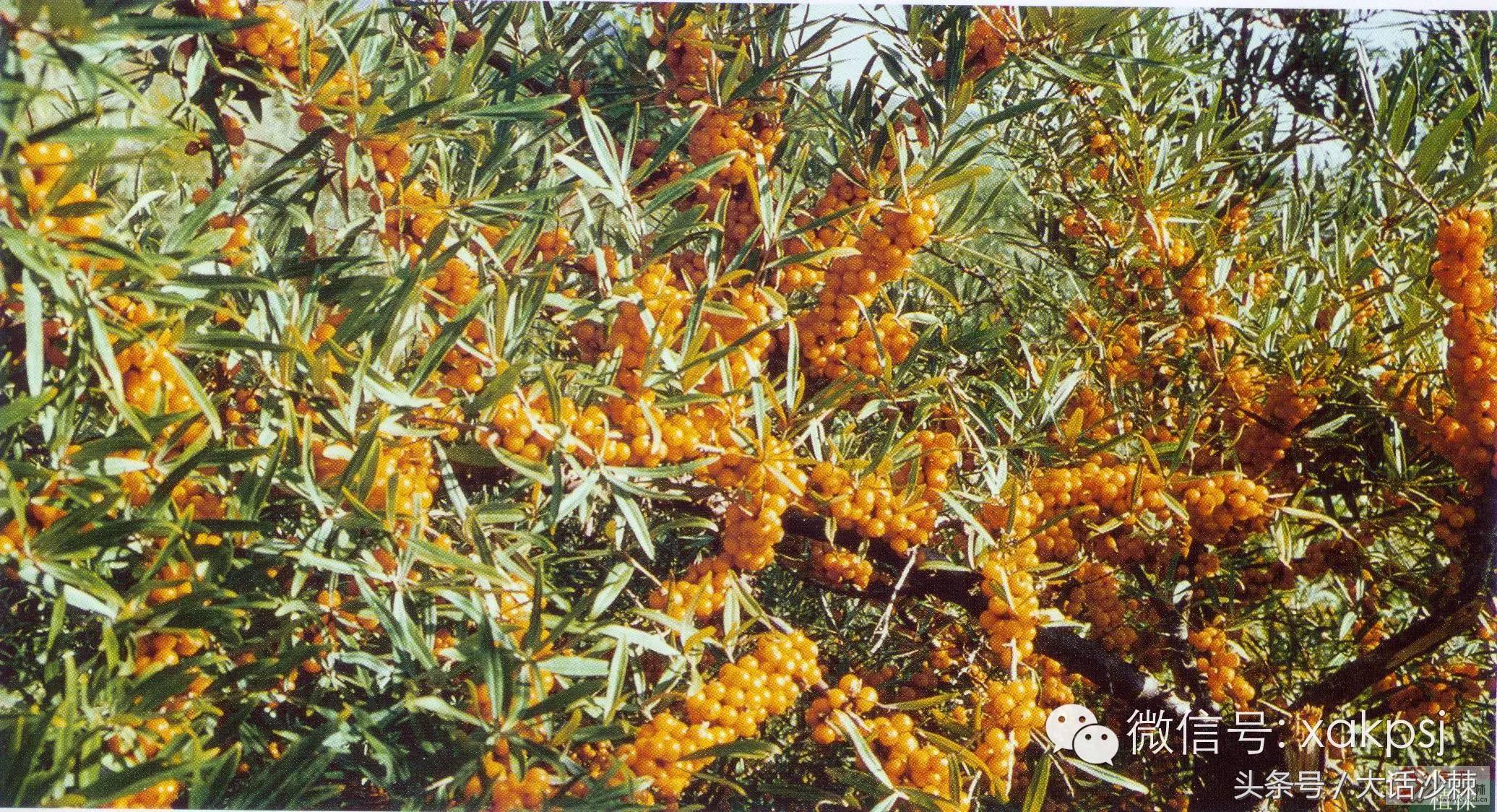 小果子的功效与作用,小果子寓意