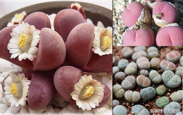 生石花屁屁花怎么养长得快,生石花屁股如何养