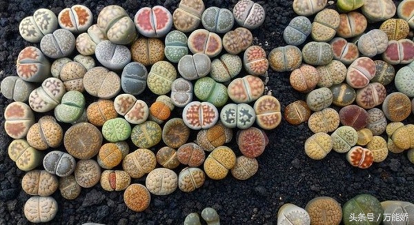 生石花屁屁花怎么养长得快,生石花屁股如何养